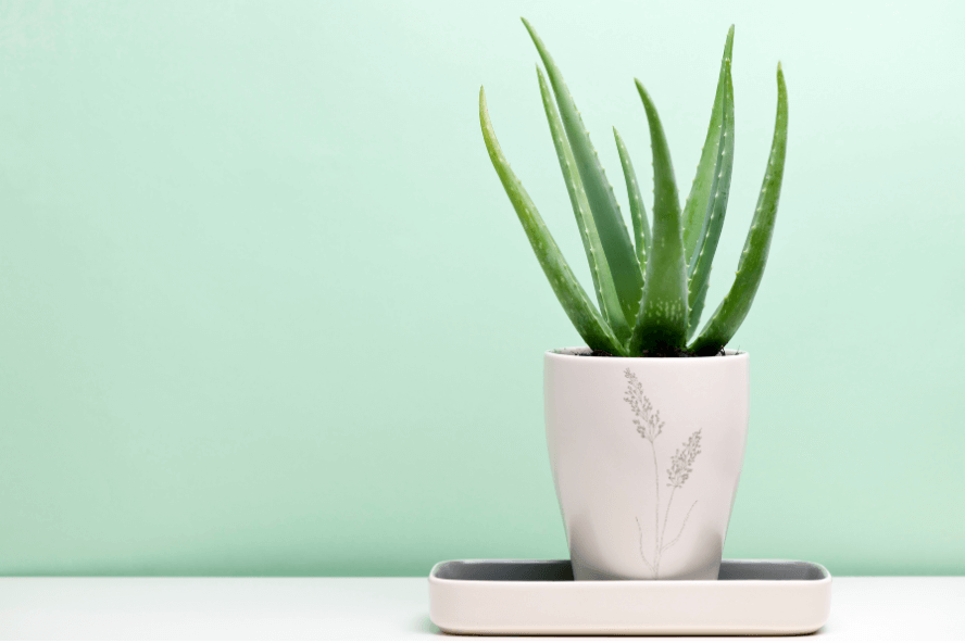 Aloe Vera